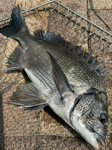 チヌの釣果