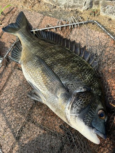 チヌの釣果