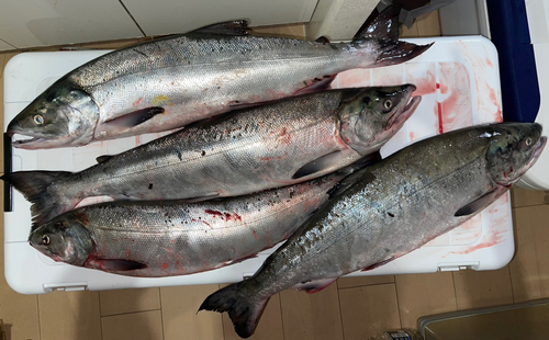 シロザケの釣果