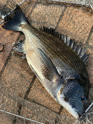 チヌの釣果