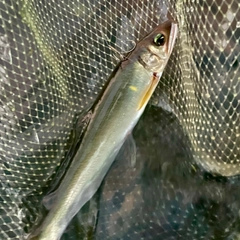 アユの釣果