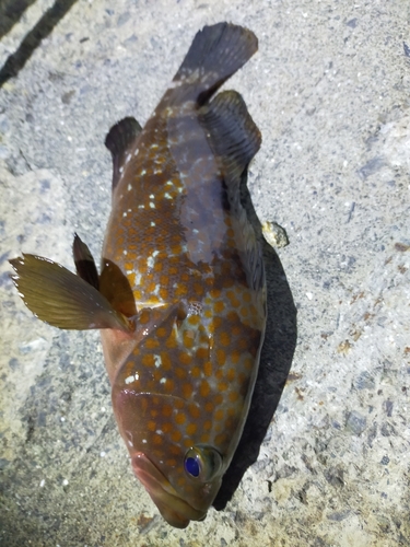 アコウの釣果