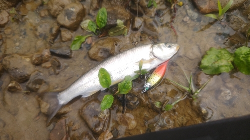 ウグイの釣果