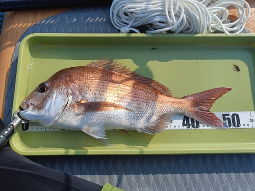 マダイの釣果