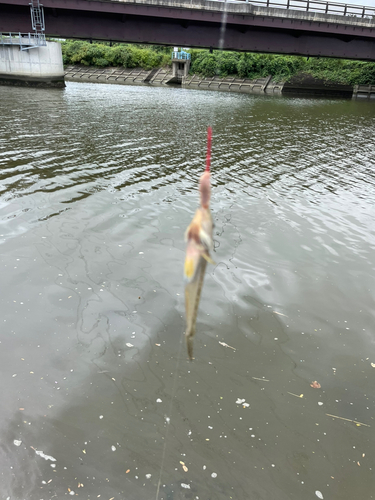 ハゼの釣果