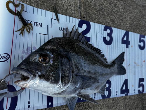 チヌの釣果