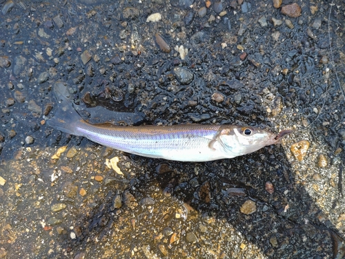 シロギスの釣果