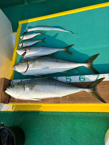 メジロの釣果