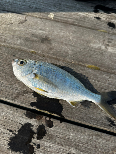 クロサギの釣果