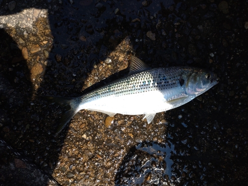 コノシロの釣果