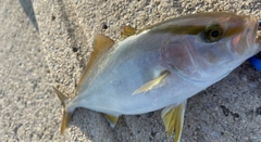 ショゴの釣果