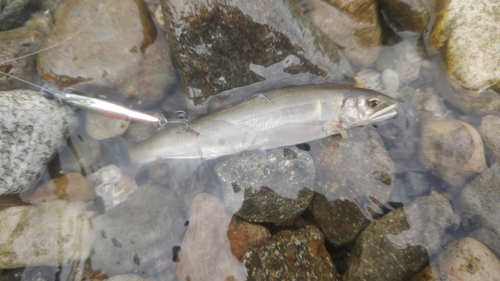 アユの釣果