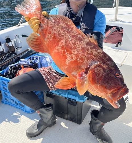 スジアラの釣果