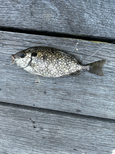 アイゴの釣果