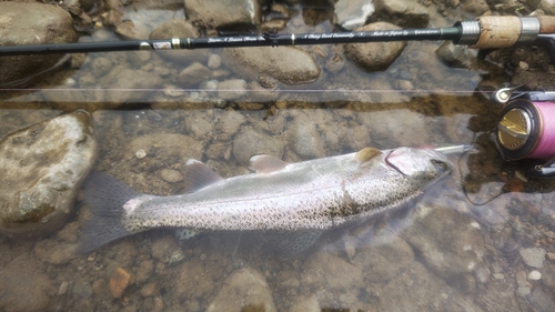 ニジマスの釣果