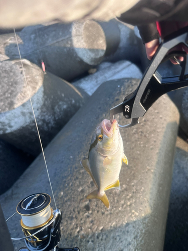 ショゴの釣果