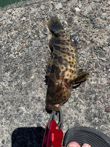 チャイロマルハタの釣果