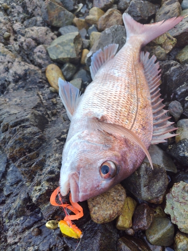 マダイの釣果