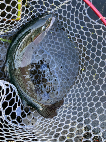 ニジマスの釣果