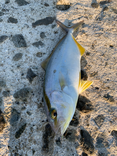 ネリゴの釣果