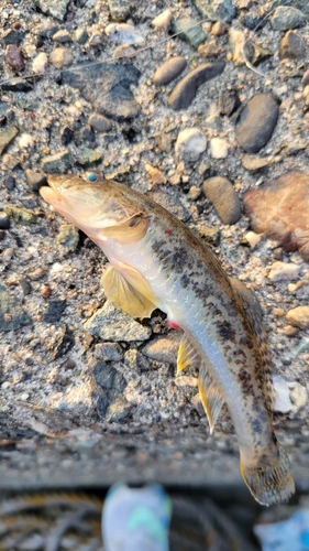 キスの釣果