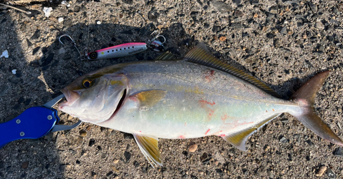 ネリゴの釣果