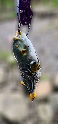 シマフグの釣果