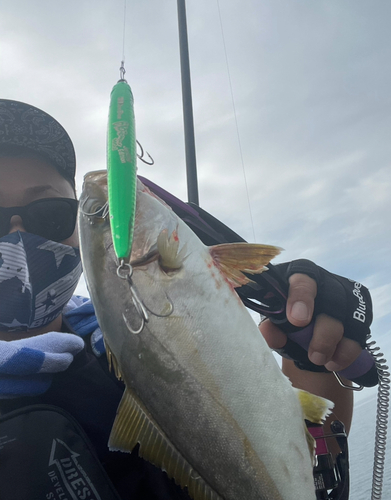 ショゴの釣果