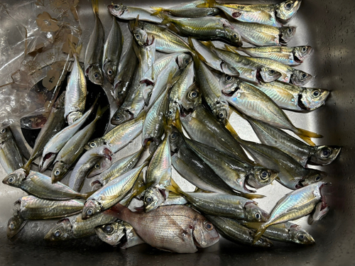 アジの釣果