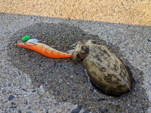 コウイカの釣果