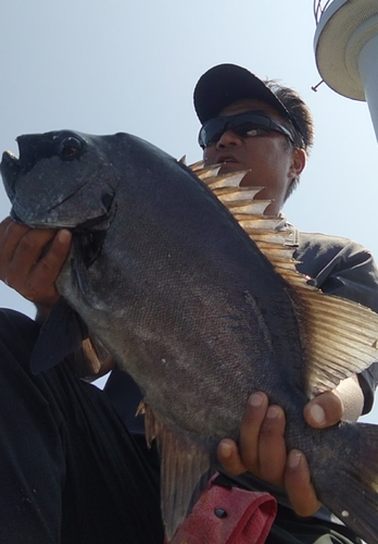 イシダイの釣果