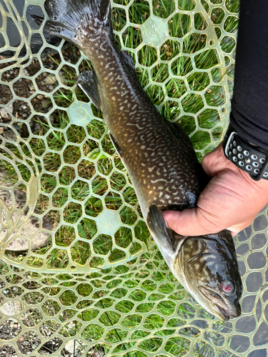 イワナの釣果