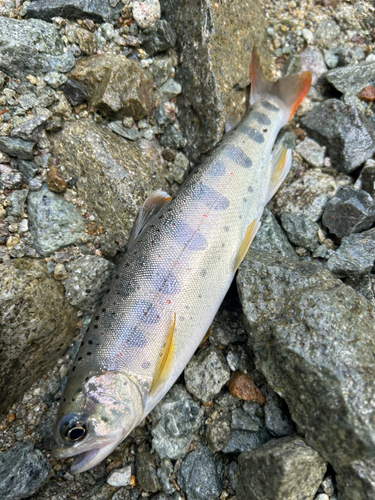 アマゴの釣果