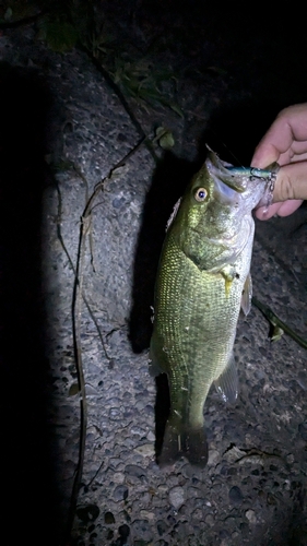 ラージマウスバスの釣果