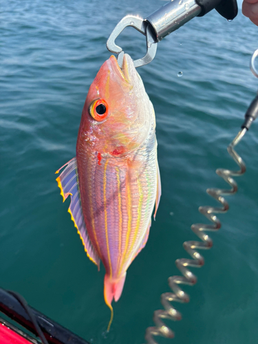 イトヨリダイの釣果