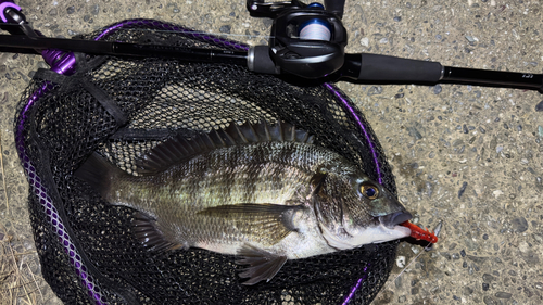 クロダイの釣果