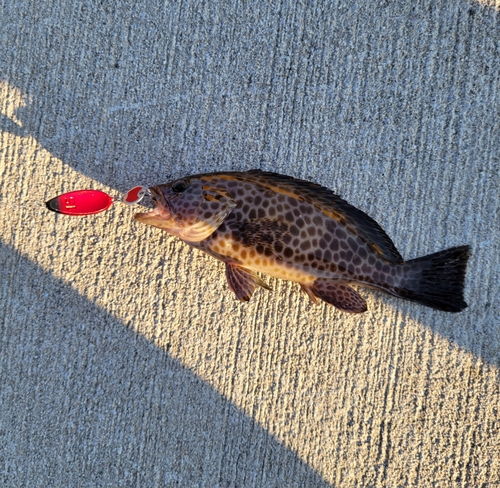 オオモンハタの釣果