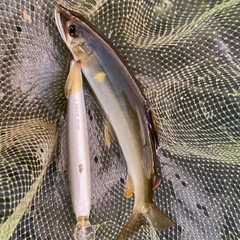 アユの釣果