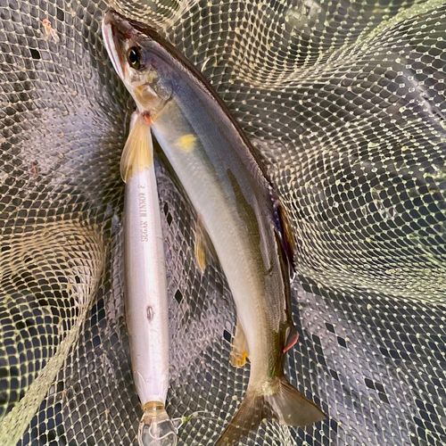 アユの釣果