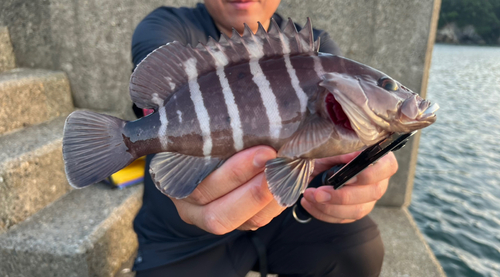 アオノメハタの釣果