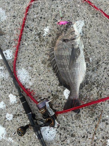 クロダイの釣果