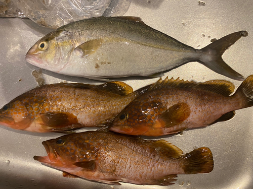 ネリゴの釣果