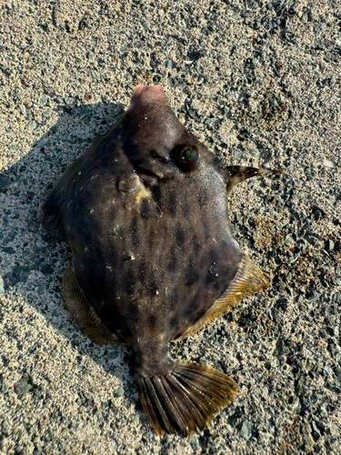 カワハギの釣果