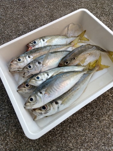 アジの釣果