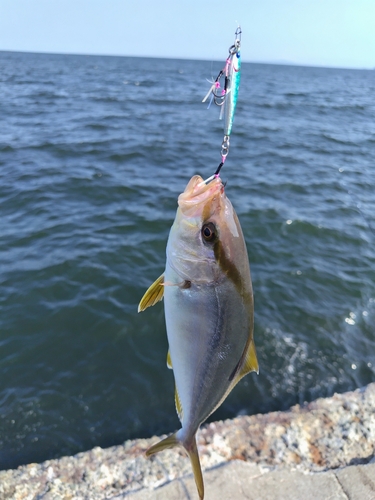 ショゴの釣果