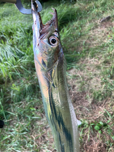 タチウオの釣果