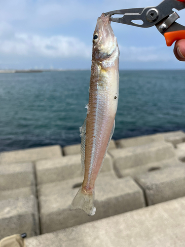 キスの釣果