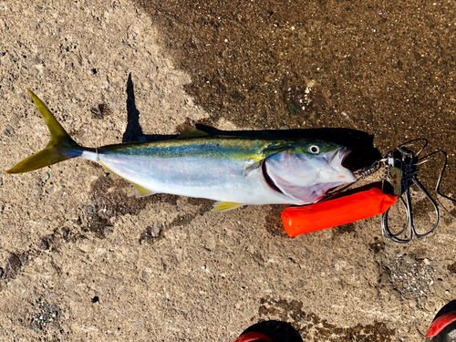 イナダの釣果