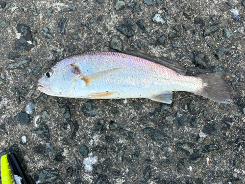 イシモチの釣果