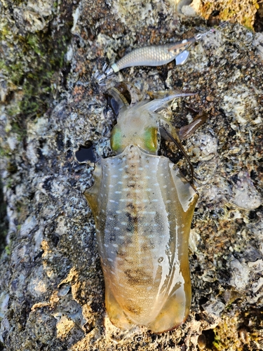 アオリイカの釣果